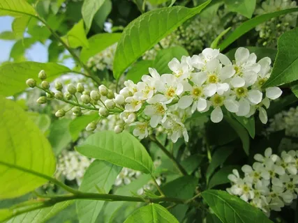 梅，樱桃，朴树，树，灌木