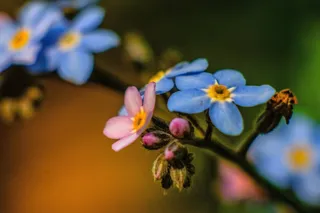 忘记，春天，鲜花，花园，植物群，植物，盛开