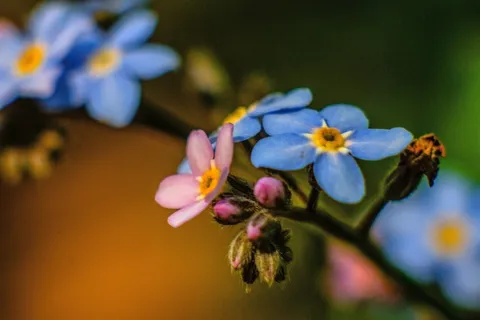 忘记,春天,鲜花,花园,植物群,植物,盛开 忘记,春天,鲜花,花园,植物群,植物,盛开