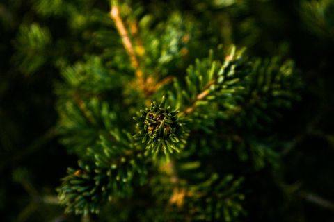 植物，树，针，对于，环境，夏天，春天