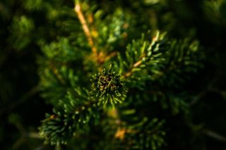 植物，树，针，对于，环境，夏天，春天