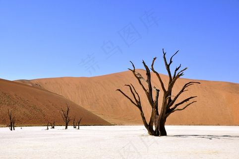 树，沙漠，纳米比亚，死Vlei，Deadvlei，粘土锅