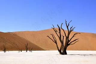 树，沙漠，纳米比亚，死Vlei，Deadvlei，粘土锅