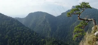 佩尼尼，波兰，山，岩石，树，景观