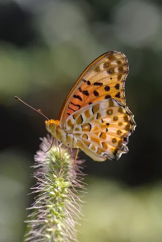 Argynnis Hyperbius，蝴蝶，印度贝母