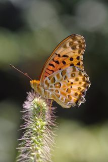 Argynnis Hyperbius,蝴蝶,印度贝母 Argynnis Hyperbius,蝴蝶,印度贝母