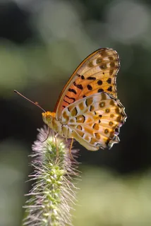 Argynnis Hyperbius,蝴蝶,印度贝母 Argynnis Hyperbius,蝴蝶,印度贝母