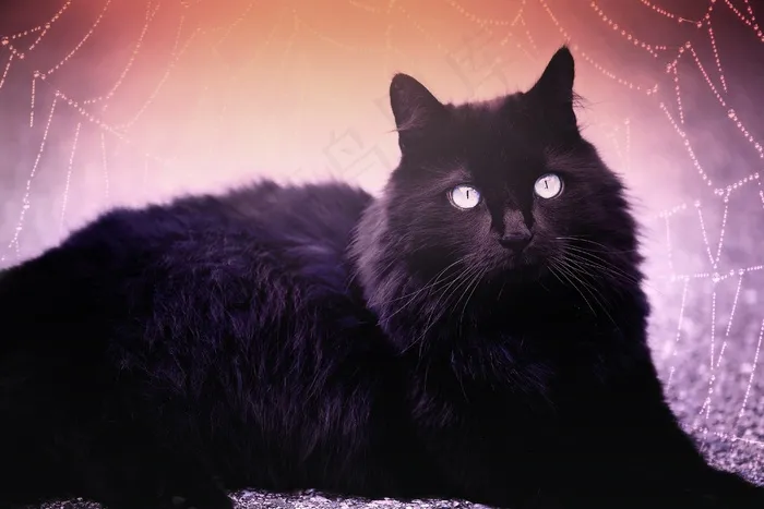 猫，黑，黑猫，蓝眼睛，蜘蛛网，说谎