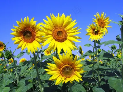 向日葵,向日葵,黄色,花瓣,花瓣,花 向日葵,向日葵,黄色,花瓣,花瓣,花