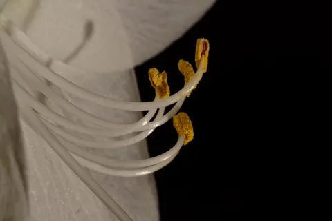 孤挺花,特写,开花,关闭 孤挺花,特写,开花,关闭