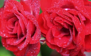 玫瑰，红色，花，性质，开花，花的，绿色