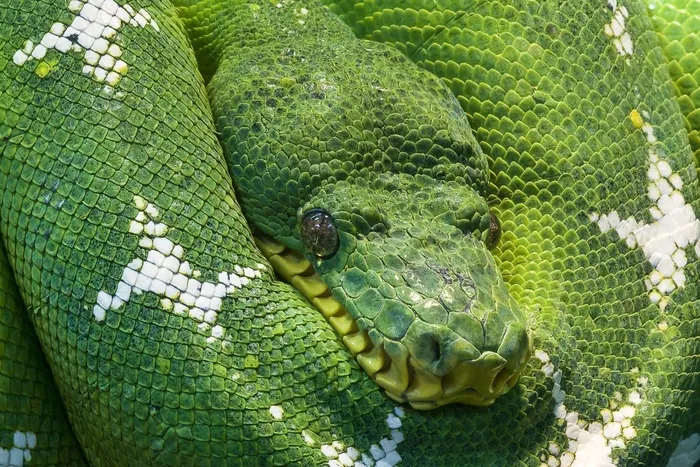 蛇，Python，动物，规模，生物，蛇头