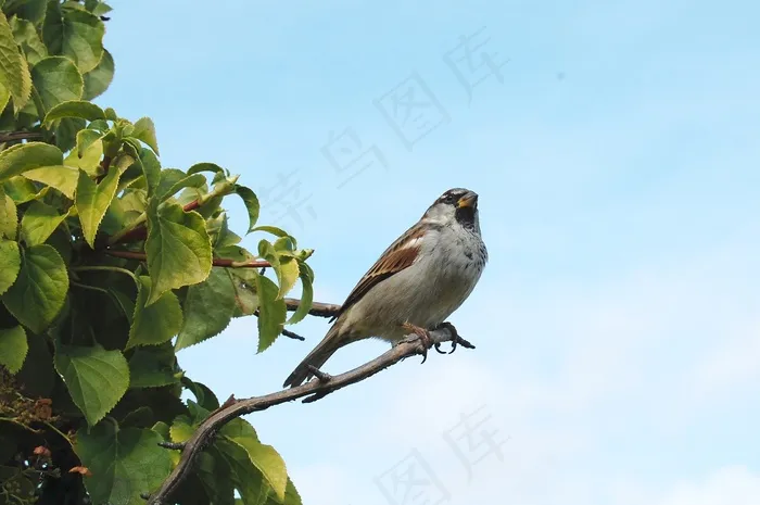 麻雀，鸟，动物，自然