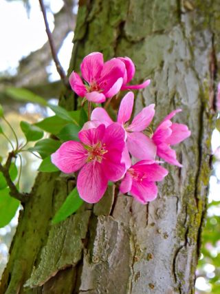 苹果花，春天，性质，盛开，粉红色，蟹苹果