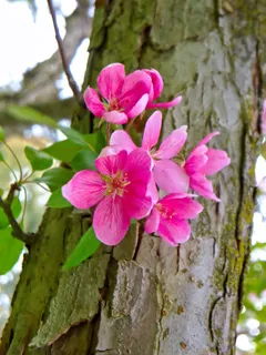 苹果花,春天,性质,盛开,粉红色,蟹苹果 苹果花,春天,性质,盛开,粉红色,蟹苹果