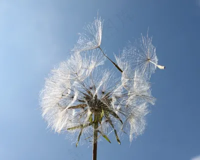 花园,蒲公英,皮棉,种子,波尔,自然,风吹 花园,蒲公英,皮棉,种子,波尔,自然,风吹