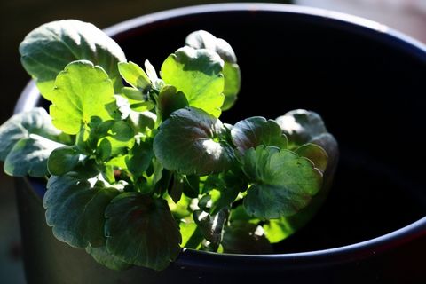 叶子，花，绿色，花园，春天，性质，鲜花