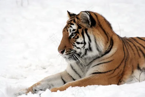 虎,雪,动物园,大猫,猫的,冬天 虎,雪,动物园,大猫,猫的,冬天