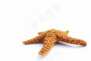 海星，干，装饰，海洋