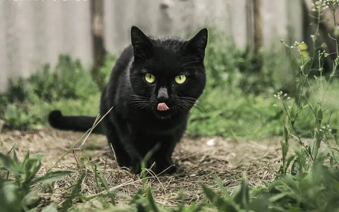 猫，黑色，动物，可爱，小猫，小猫，宠物，家养