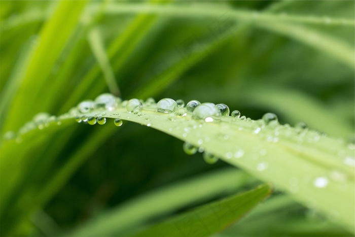 水滴，植物，绿色，湿，露水，自然