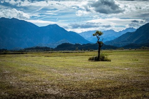 树，孤独，系泊，苔，Murnau系泊，孤独