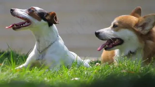 狗，动物，家畜，宠物