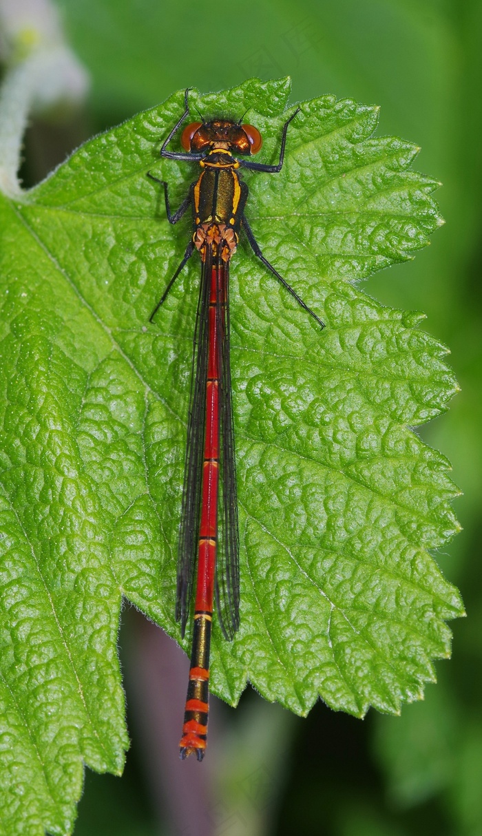 蜻蜓，豆娘，大红色，昆虫，宏，自然
