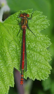 蜻蜓，豆娘，大红色，昆虫，宏，自然
