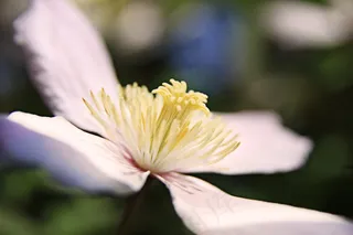 花，开花，盛开，粉红色，植物，雌蕊