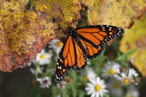 蝴蝶，橙色，红海军上将，昆虫，自然，翼