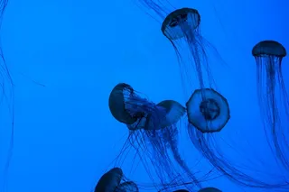 美杜莎，海洋，动物