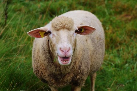 羊，牧场，自然，牲畜，放牧，动物，草