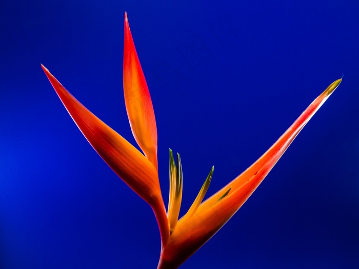 鹤望兰，开花，花，红色，橙色，黄色