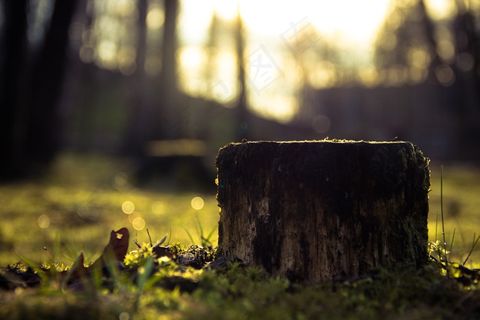 树桩，木材，树，树干，散景，森林，自然