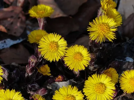Tussilago Farfara，花，开花，黄色