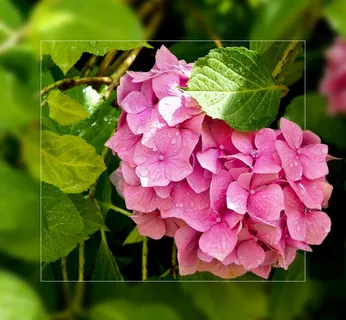 鲜花，粉红色，花，植物