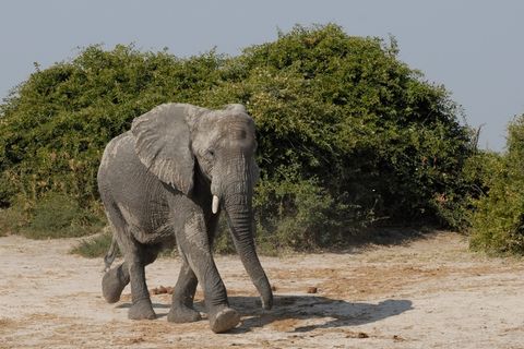 大象，萨沃蒂，博茨瓦纳