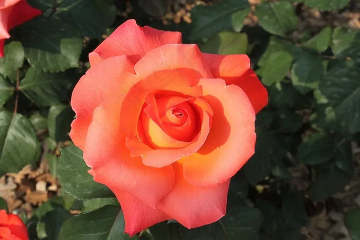玫瑰，花，盛开，夏天，植物，盛开，自然