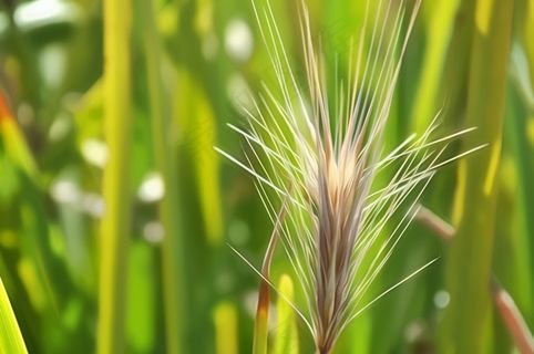 草，夏天，自然，春天，植物，自然，背景