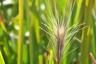 草，夏天，自然，春天，植物，自然，背景