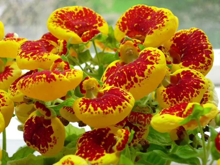 花，红色，黄色，红色的花，植物