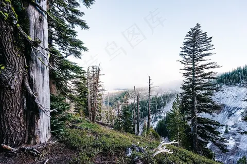 松科,树,云杉,落叶松,山峦,树木悬崖