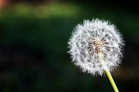 蒲公英,吸顶灯,花卉,灯,菊花,蒲公英的透视 蒲公英,吸顶灯,花卉,灯,菊花,蒲公英的透视