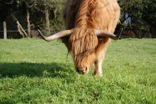 高地牛，牛，牛，毛，角，农场动物