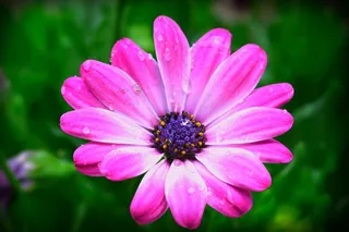 雏菊，花，春，粉红色，滴，露水