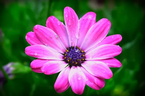 雏菊,花,春,粉红色,滴,露水 雏菊,花,春,粉红色,滴,露水