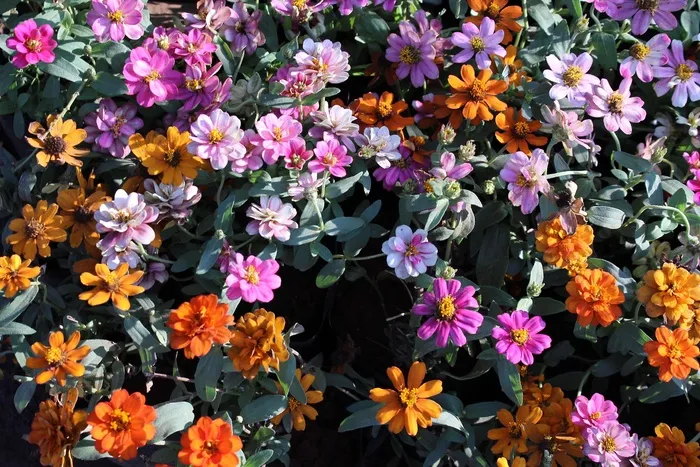 鲜花，粉红色，橙色，花园，花的，春天，开花