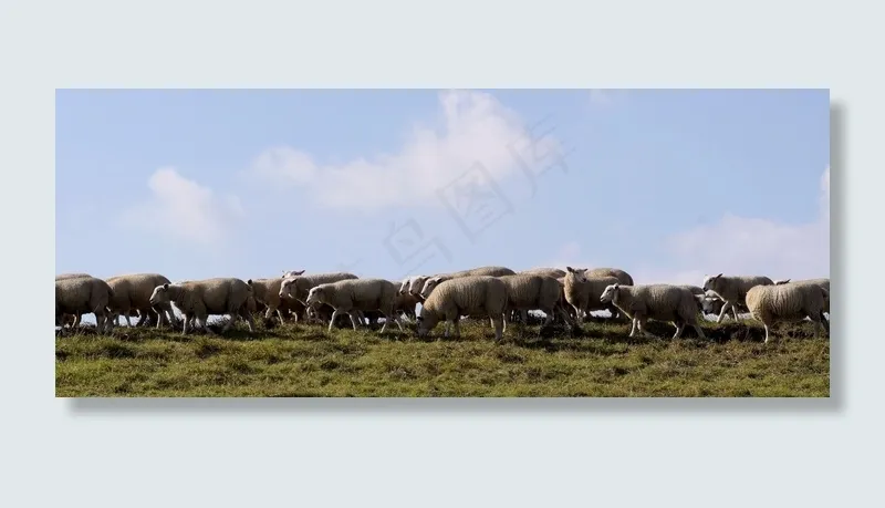 羊，羊群，堤，放牧，羊毛，田园诗