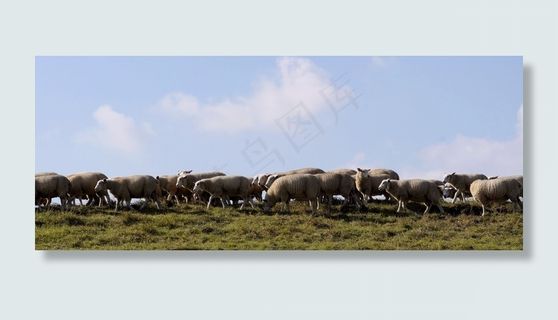 羊，羊群，堤，放牧，羊毛，田园诗